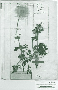 1820年代に作製された植物標本