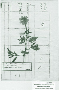 1820年代に作製された植物標本