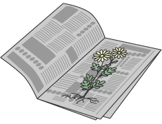 四つ折りの新聞紙に植物を挟む。
